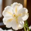 "Discover the Magic of Golden Vein Hyacinth: A Symphony of White Petals and Gleaming Golden Veins"Suitable for various courtyards