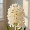 "Discover the Magic of Golden Vein Hyacinth: A Symphony of White Petals and Gleaming Golden Veins"Suitable for various courtyards